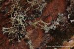 Lichens on Indian Plum