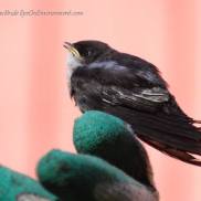 Swallow fledgling on a gloved hand