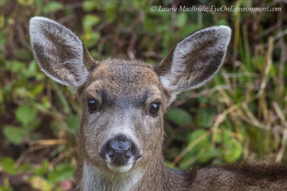 Young black-tailed deer buck