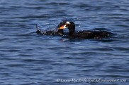 A male surf scoter floating with another one beside him, diving down