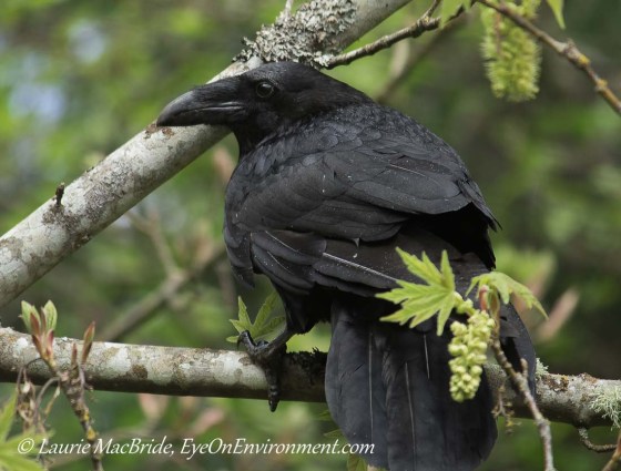 Raven in a tree