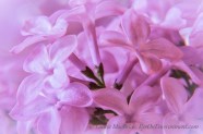Close-up of lilac blossoms