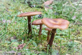 Four wild mushrooms