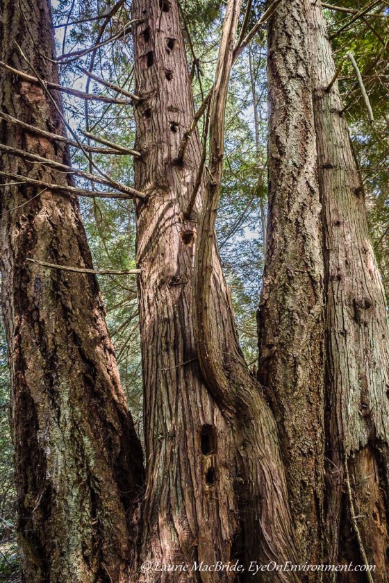 Tall conifers with line of deep woodpecker holes in one of them