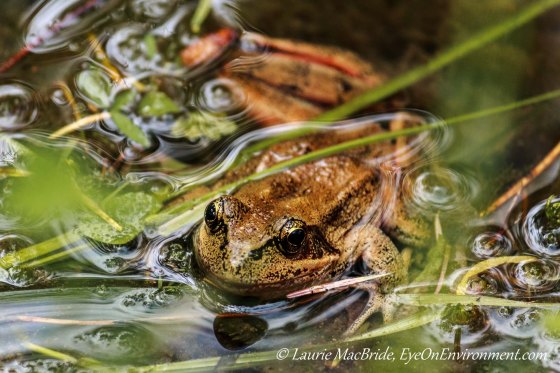 Red-legged frog floating at edge of pond
