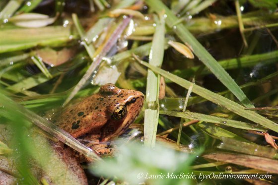 Frog partly hidden among grasses