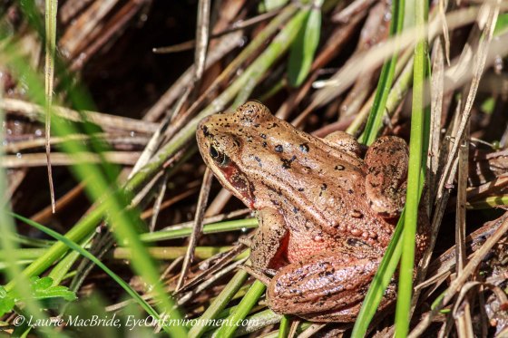 Red-legged frog among grasses