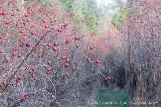 Rosehips with a path beside them