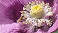 Taking Action for Bees