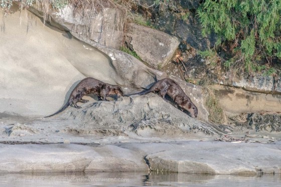 Two river otters exploring the shore