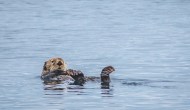 Cozy in the Cold: Sea Otters