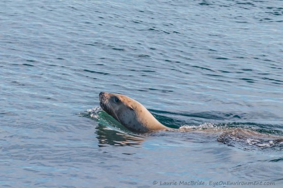 A close view of a light brown Stellar sea lion swimming along, its head out of the water and its body visible from underwater.