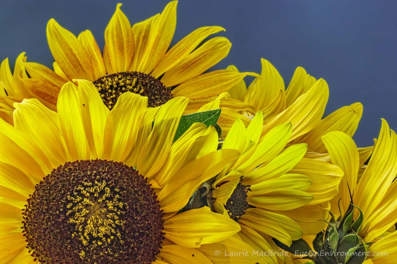 Close-up image of sunflowers, with dark blue background.