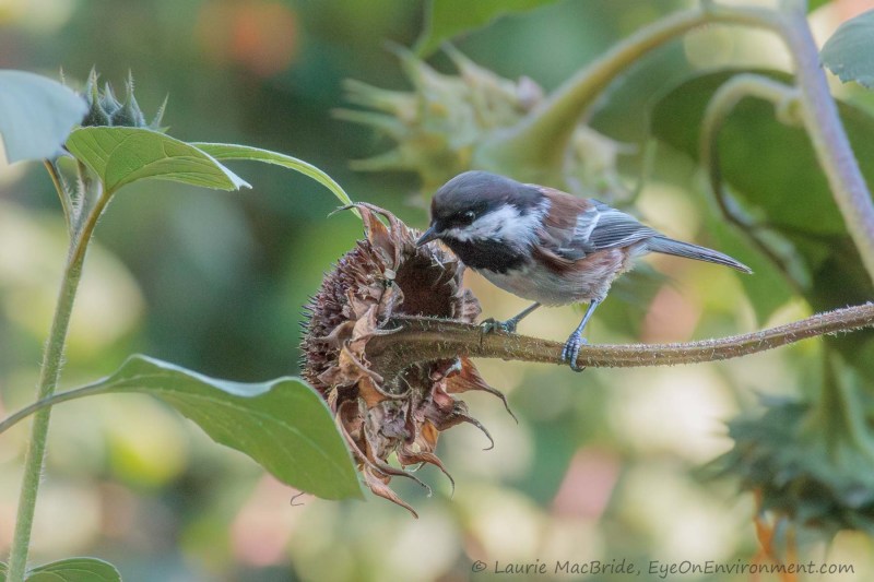 Chestnut-backed chickadee standing on the stem of a sunflower seedhead, getting ready to eat from it.