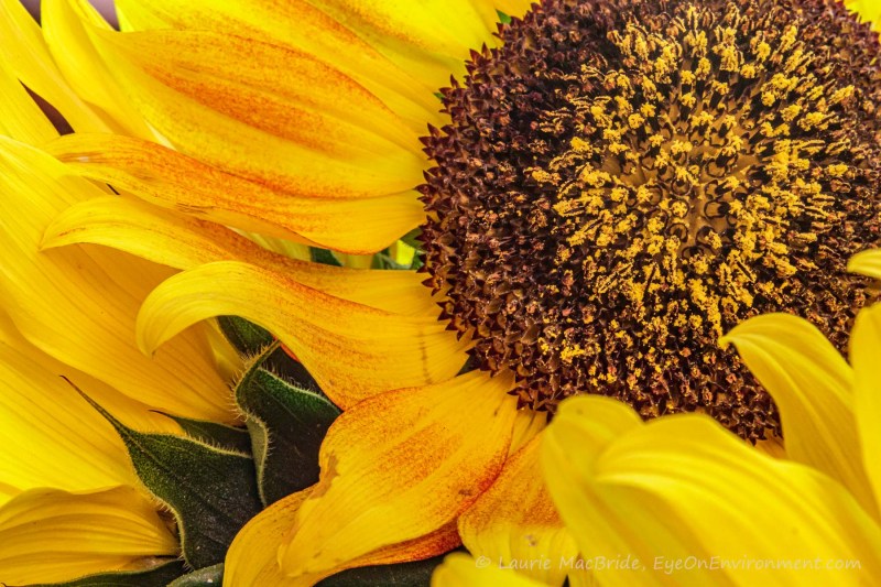 Macro image of sunflower head and petals.