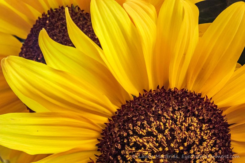 Macro image of sunflower head and petals with another sunflower behind.
