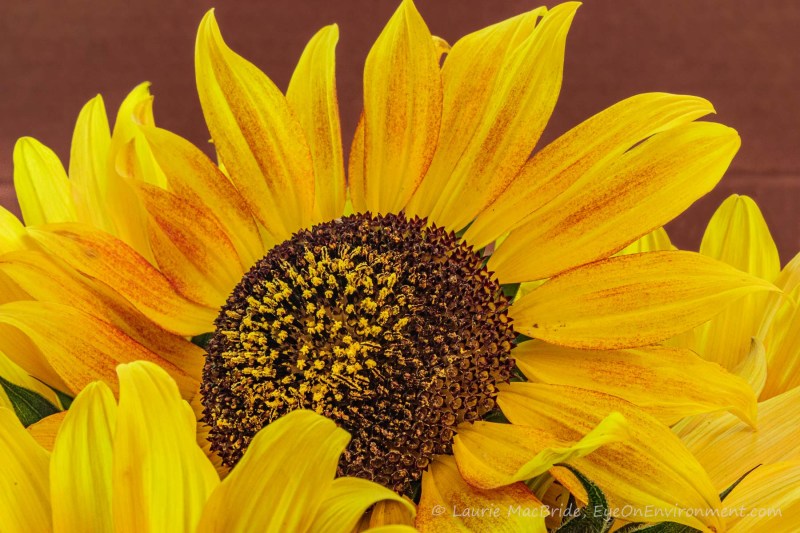 Close-up image of sunflower bloom with terracotta colour background.